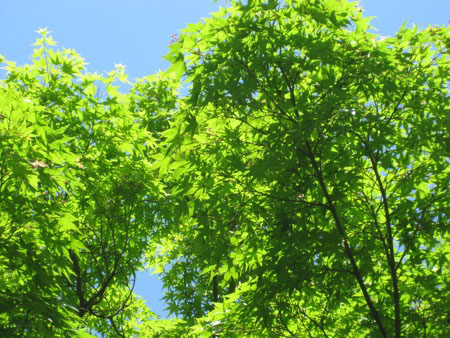 Lush green-ness in Kyoto