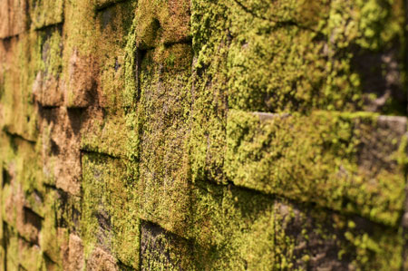 Moss on a wall
