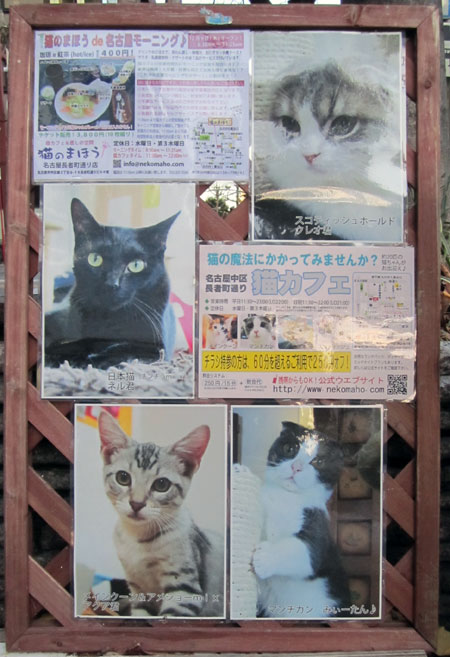 nekocafe