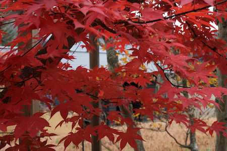 There were still some maples in glory