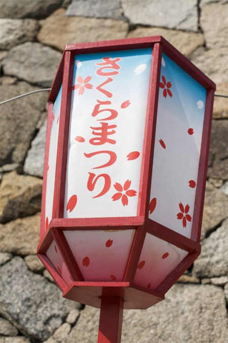Sakura festival lighting