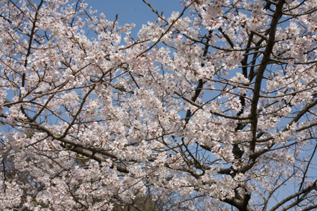 Plume tree in full bloom