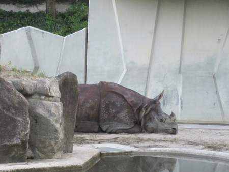 The lonely rhinoceros