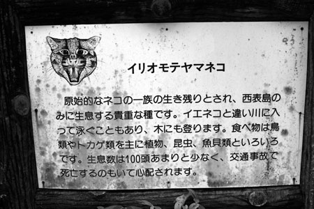 About the Iriomote Mountain Cat