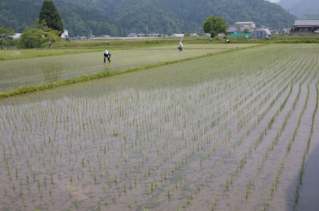 Rice planting