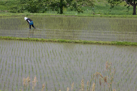 Rice planting