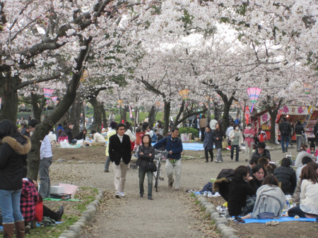 Sakura 2010 - Tsurama Park