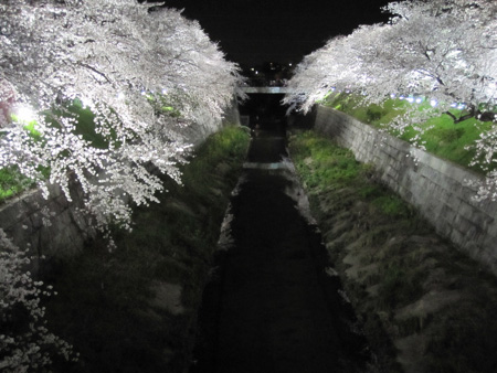 Sakura 2010 - Yamazakigawa