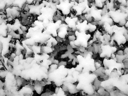 2011 snow in Nagoya