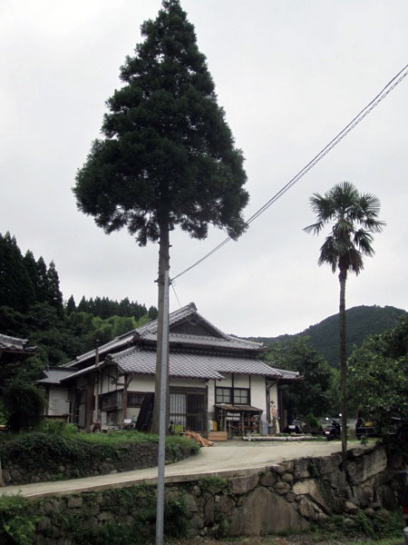 THE ã‚¹ãƒŠãƒ•ã‚­ãƒ³ã‚º