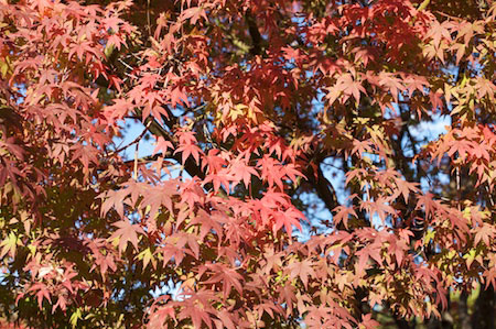 Tokogawaen, Autumn 2010