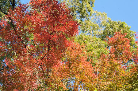 Tokogawaen, Autumn 2010