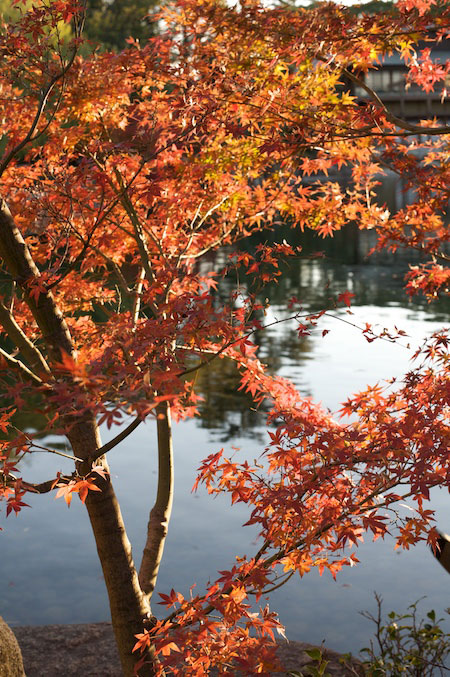 Tokogawaen, Autumn 2010
