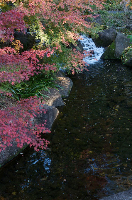 Tokogawaen, Autumn 2010