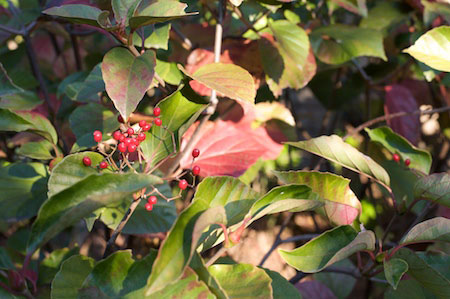 Tokogawaen, Autumn 2010