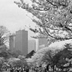 Times Square from Shinjuku Gyoen, Tokyo, 2002