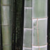 Bamboo Forest, Kairakuen, Mito, Japan, 2004